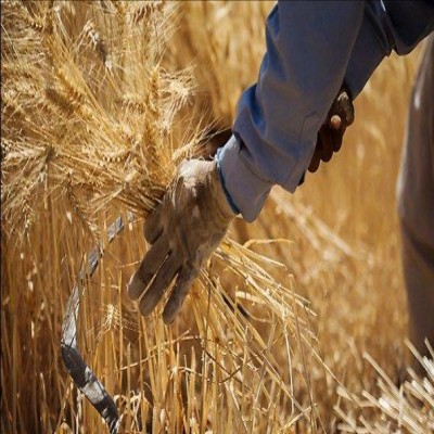 پیش‌بینی تولید 49 هزار تُن گندم در ملایر