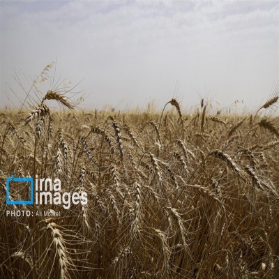 تناوب زراعی، راهبرد کلیدی برای پایداری تولید گندم در خوزستان