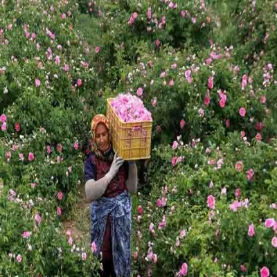 ظرفیت‌های ارزشمند گل‌ محمدی در شهرستان بهار