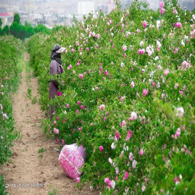 کمک به رونق اقتصادی روستا با عطر گل‌های محمدی