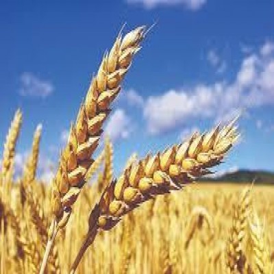 خیز کردستان برای خرید تضمینی 780 هزار تُن گندم