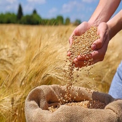 گره کور مطالبات گندم‌کاران