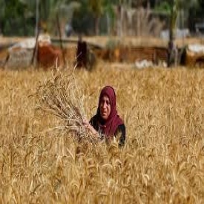 بهای گندم در کردستان نقدی پرداخت می‌شود؛ کارت اعتباری اختیاری است