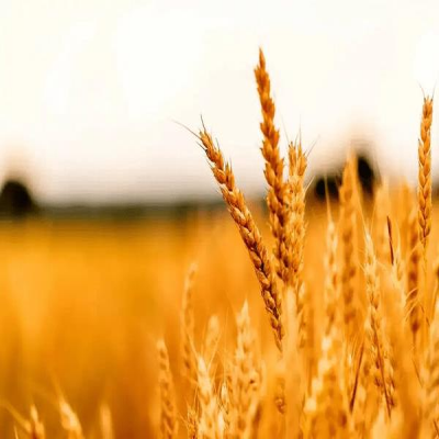 طلای زرد کردستان روی خط امنیت غذایی؛ خرید 320 هزار تن گندم