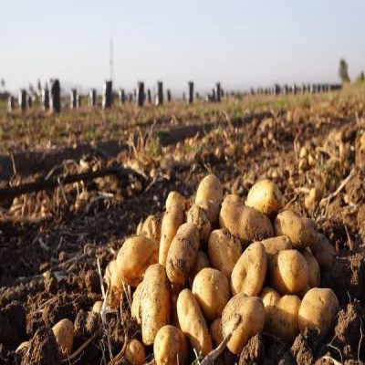 آغاز توزیع سیب‌زمینی با نرخ مناسب در سطح شهر همدان