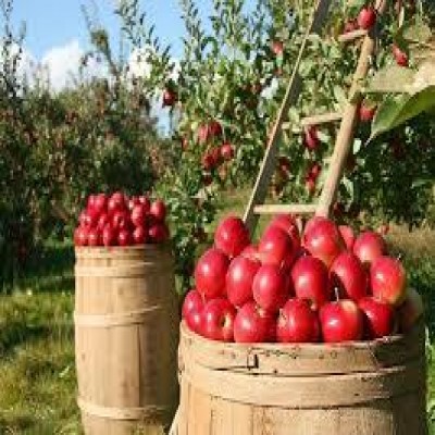 لبخند دروازه‌های جنوب‌شرق آسیا به طلای سرخ آذربایجان‌غربی