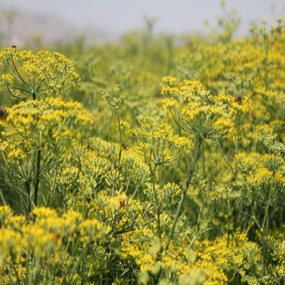 رازیانه رزن در دوراهی دلال و زوال؛ سلطان‌آباد هنوز می‌کارد، اما دیگر نمی‌صرفد