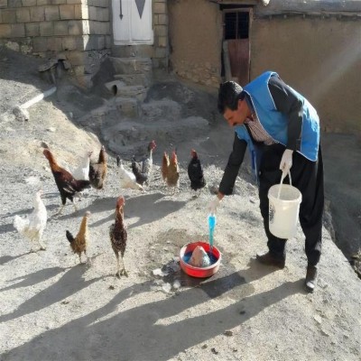انجام واکسیناسیون بیش از 375 هزار قطعه طیور در روستاهای کردستان