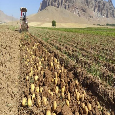 صادرات سیب‌زمینی مازاد بر نیاز داخلی پیگیری می‌شود