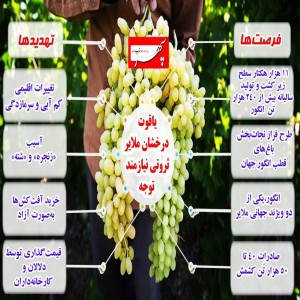 اینفوگرافیک/یاقوت درخشان ملایر ثروتی نیازمند توجه